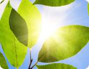 Energy is transformed into sugars via photosynthesis in plants