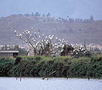 21.jpg (14223 bytes)