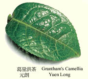 grantham.jpg (16880 bytes)