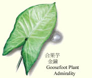 groosefoot.jpg (12688 bytes)