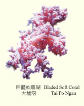 bladed.jpg (15050 bytes)