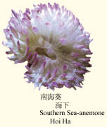 southern.jpg (14371 bytes)