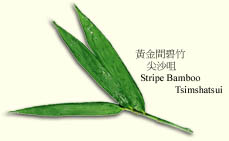 stripe.jpg (11944 bytes)